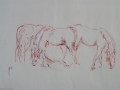 Dit is een veldtekening van Haflingers bij de Paardenmelkerij in Etten-leur